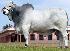 Raca: brahman (corte) rgd: lilb 55